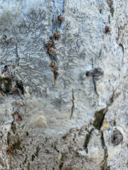 Tree Trunk Texture | Brunch tree
