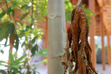 The leaves of a papaya tree are wilted and dry, but still attached to the tree in a garden during the day.