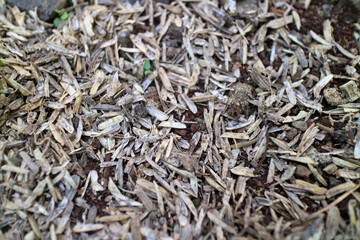Skin of a very large number of rice grains scattered on the ground, photographed during the day