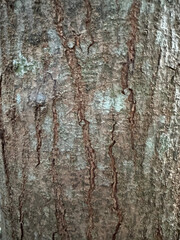 Obraz premium Tree Trunk Texture