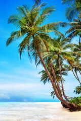 Obraz premium Tropical island sea beach, beautiful paradise nature landscape, turquoise ocean water wave, coconut palm tree leaf, white sand, blue sky, summer holidays vacation travel, Caribbean, Maldives, Thailand