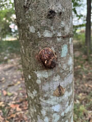 Tree Trunk Texture
