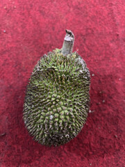 Artocarpus camansi seeds