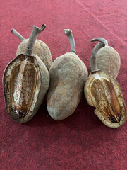 Swietenia macrophylla seeds