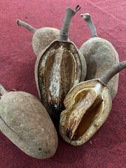 Swietenia macrophylla seeds