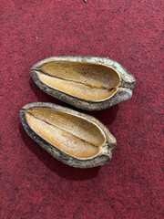 Swietenia macrophylla seeds