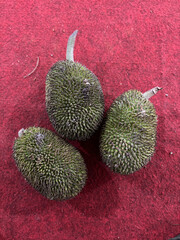 Artocarpus camansi seeds
