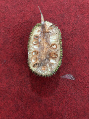 Artocarpus camansi seeds
