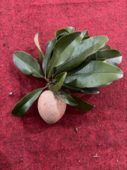 manilkara zapota seed
