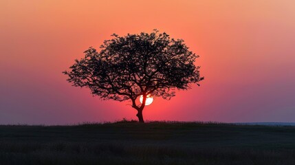 Obraz premium Sunset with tree wallpaper
