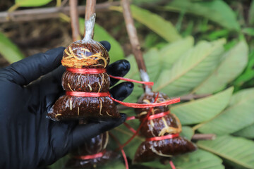 farmer hand hold tree grafting with root for planting in garden, agriculture for living life