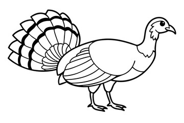 Wild turkey line art