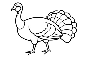Wild turkey line art