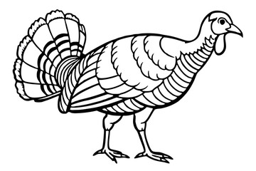 Wild turkey line art