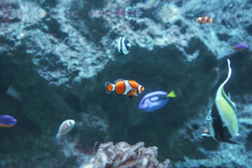 日本、東京、品川アクアパーク水族館の魚たち