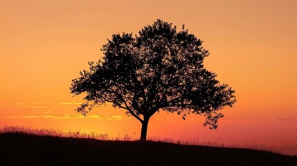 Sunset with tree wallpaper