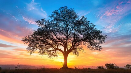 Fototapeta premium Sunset with tree wallpaper
