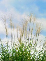 タカノハススキ