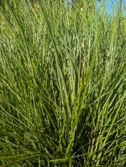 green wheat field