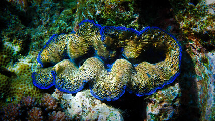 Underwater macro photography of a giant and colorful clam. From a scuba dive in Bali. Indonesia.