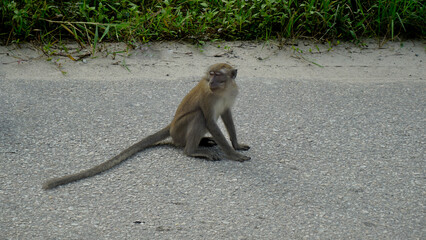 Wild Monkeys in a Dense Forest