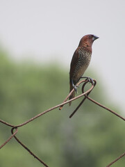 Sally Breasted Munia