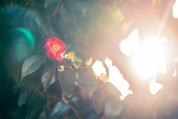 冬に咲く椿の花　レンズフレア　オールドレンズ