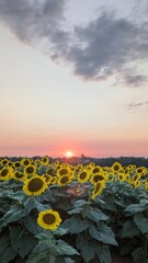Fototapeta premium Sunset over Sunflower Field