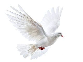 Obraz premium Flying White Dove Isolated on White Background: Symbol of Peace and Freedom in Motion