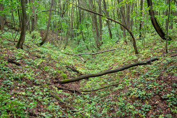 Obraz premium Forest ravine. Summer natural landscape.