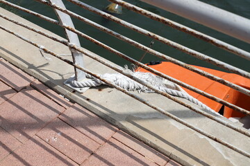 a berth for mooring yachts and boats in a seaport.