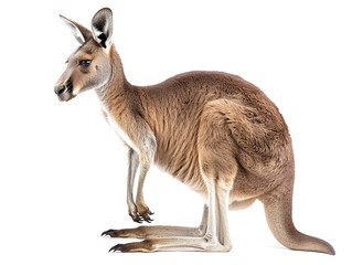 Fototapeta premium Isolated Kangaroo on White Background for Wildlife, Animal Photography, or Nature Illustrations
