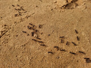Driver ants, also known as army ants, are aggressive, nomadic insects known for their large colonies and voracious appetite. They travel in massive swarms, preying on insects and small animals, and th