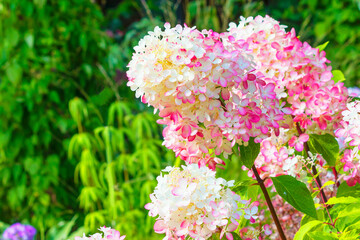 Blooming panicle hydrangea in a summer garden in August, large decorative bush.