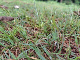 grass on Humus : Grass growing on humus soil is often quite healthy and vigorous. Humus is a rich, organic component of soil that forms from the decomposition of plant and animal material