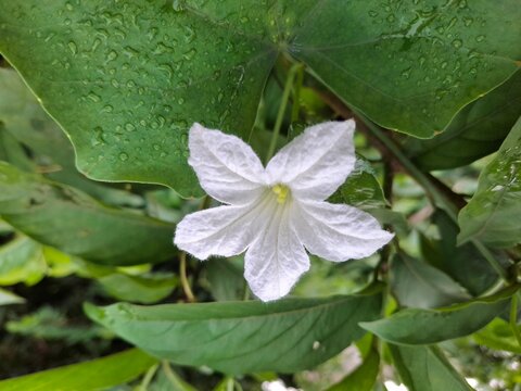 "Ivy gourd: small, green, oval-shaped vegetables with a glossy skin, ideal for showcasing fresh, vibrant produce in culinary settings."