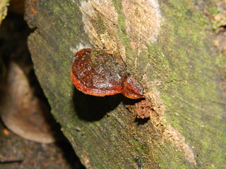 Close up photo of fungus attached to fallen wood.