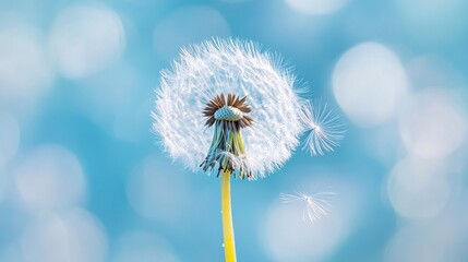 Fototapeta premium Dandelion seed head against blue sky with single seed detaching showcasing nature macro photography and change concept