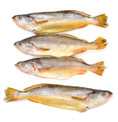 Yellow Croaker Fish On White background 