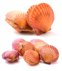 Raw scallop on white background 