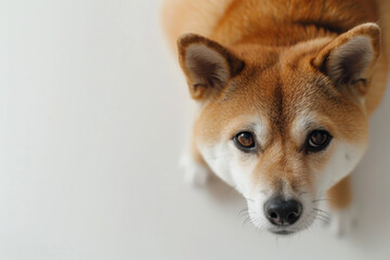 Shiba Inu gazing anxiously upward against a white background