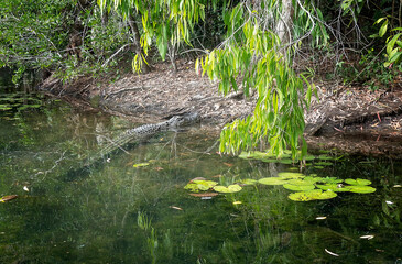 A crocodile in the shallow water of a swamp
