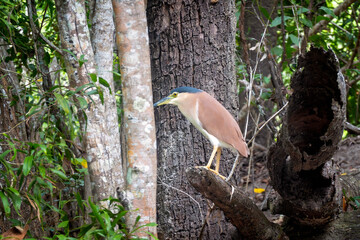 A bird on a tree perch in its natural habitat