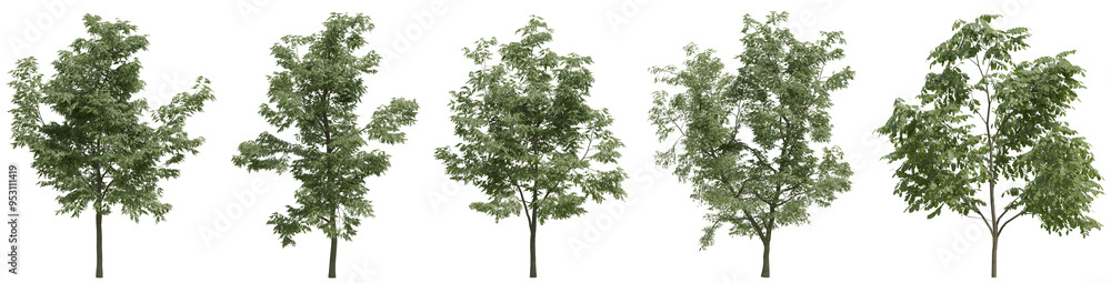 Poster collection of realistic large woods trees with isolated on transparent background. png file, 3d rend
