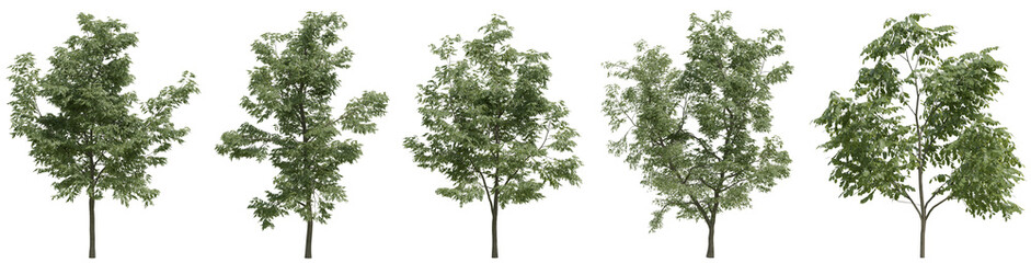 Collection of realistic large woods trees with isolated on transparent background. PNG file, 3D rendering illustration, Clip art and cut out	