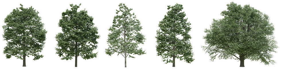 Collection of realistic large woods trees with isolated on transparent background. PNG file, 3D rendering illustration, Clip art and cut out	