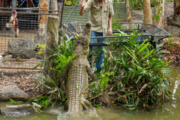 Crocodile leaping out of the water for food at a reptile park
