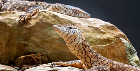 A pair of lizard sunning themselves