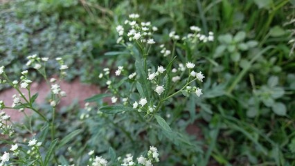 Parthenium hysterophorus, Santa Maria feverfew,whitetop weed or famine weed