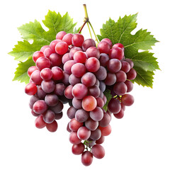 hanging branch red grapes isolated on a white background
